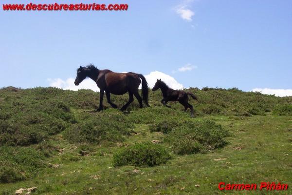 Caballos Asturcones