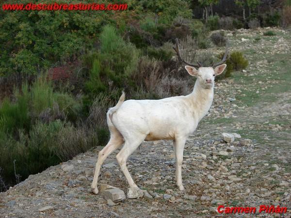 Gamo Albino