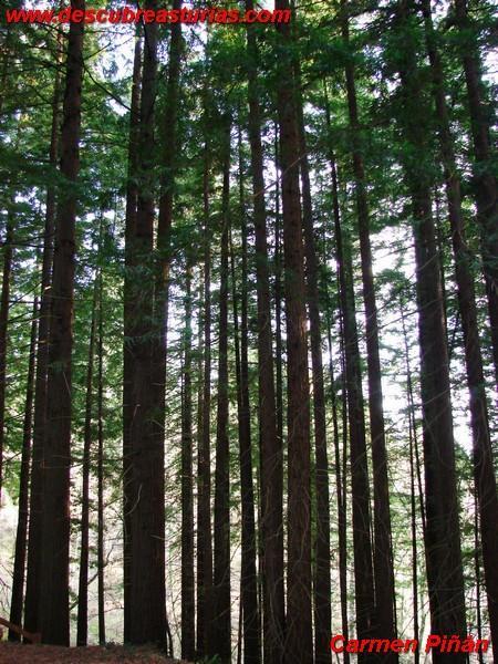 Bosque Secuollas